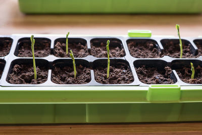 Full frame shot of potted plants