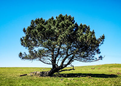 Tree on field against clear blue sky
