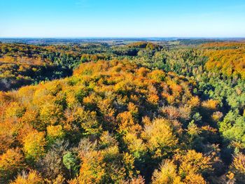 Scenic view of autumn trees against sky