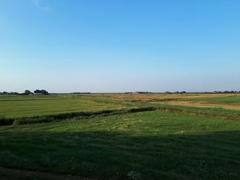 Scenic view of agricultural field against clear sky