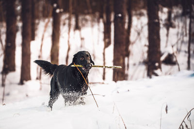 Black dog on snow covered land