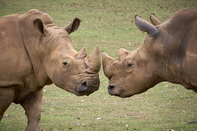 Two rhinoceroses facing each other head to head