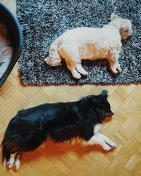 Dog sleeping on floor