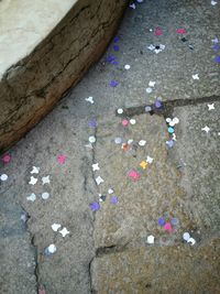 Close-up of flowers