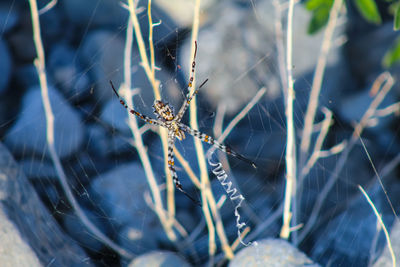 Close-up of spider on web