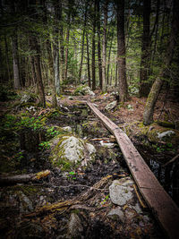 Trees growing in forest