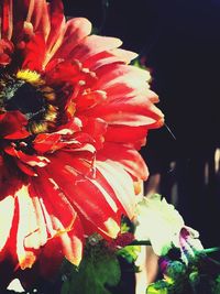 Close-up of red flowers