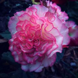 Close-up of pink flower