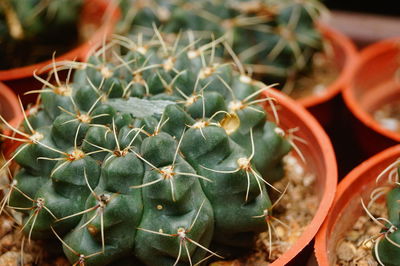 High angle view of succulent plants in pot