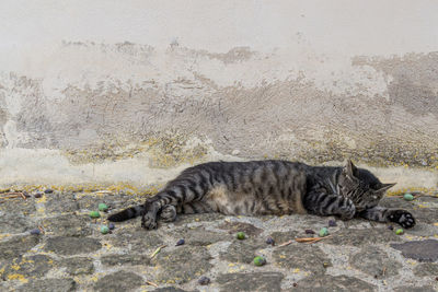 Cat sleeping on footpath