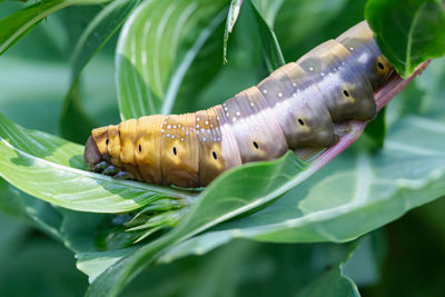 Close-up of insect on leaves