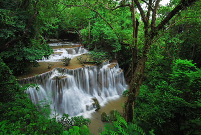 Stream flowing through forest