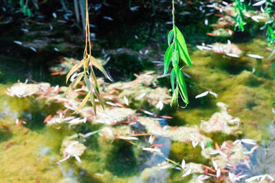 Close-up of plant growing on tree