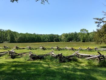 Scenic view of field against clear sky