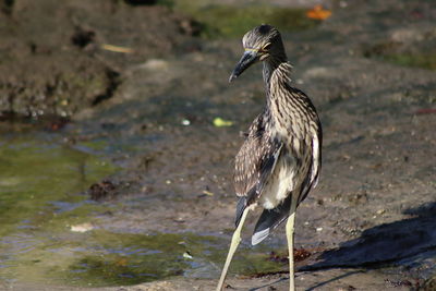 Bird perching on a shore