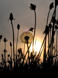 Close-up of dandelion flower