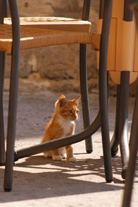 Portrait of cat sitting on seat