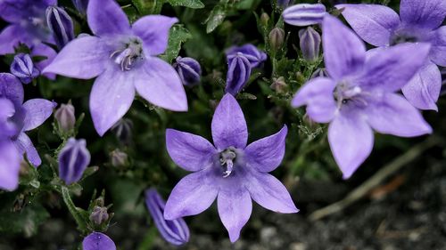 Close-up of purple flowers blooming outdoors