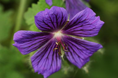 Close-up of purple flowering plant