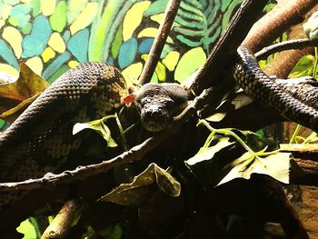 Close-up of lizard on tree