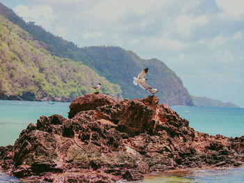 Bird perching on rock by sea against sky