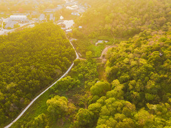 High angle view of plants and trees in forest