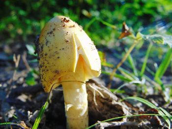 Close-up of mushroom growing on field