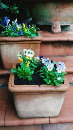 Close-up of potted plants