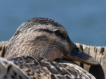 Close-up of duck