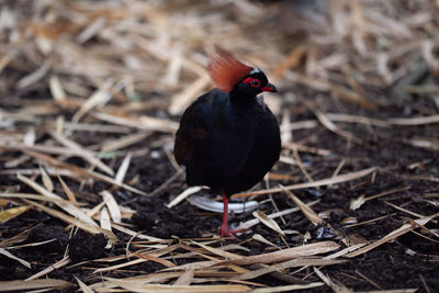 High angle view of bird on field