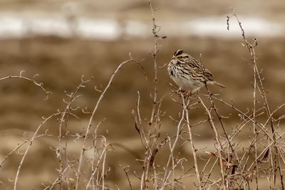 Close-up of bird perching on a field