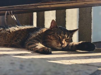 Close-up of cat sleeping on floor