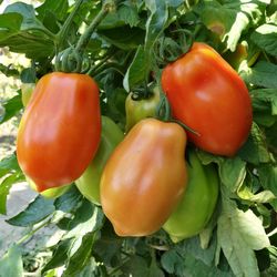 Close-up of bell peppers
