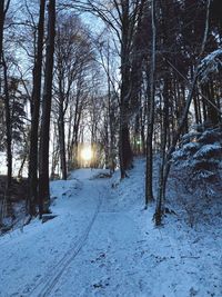 Snow covered trees in forest