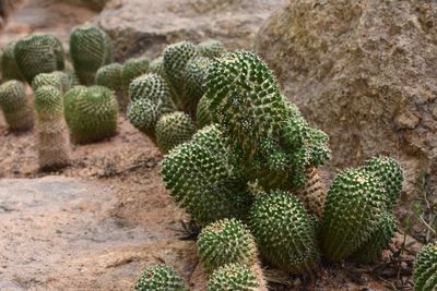 Close-up of prickly pear cactus