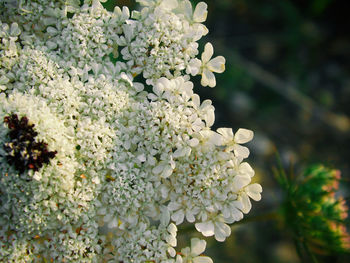 Close-up of white flowering plant