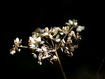 Close-up of wilted flowers against black background