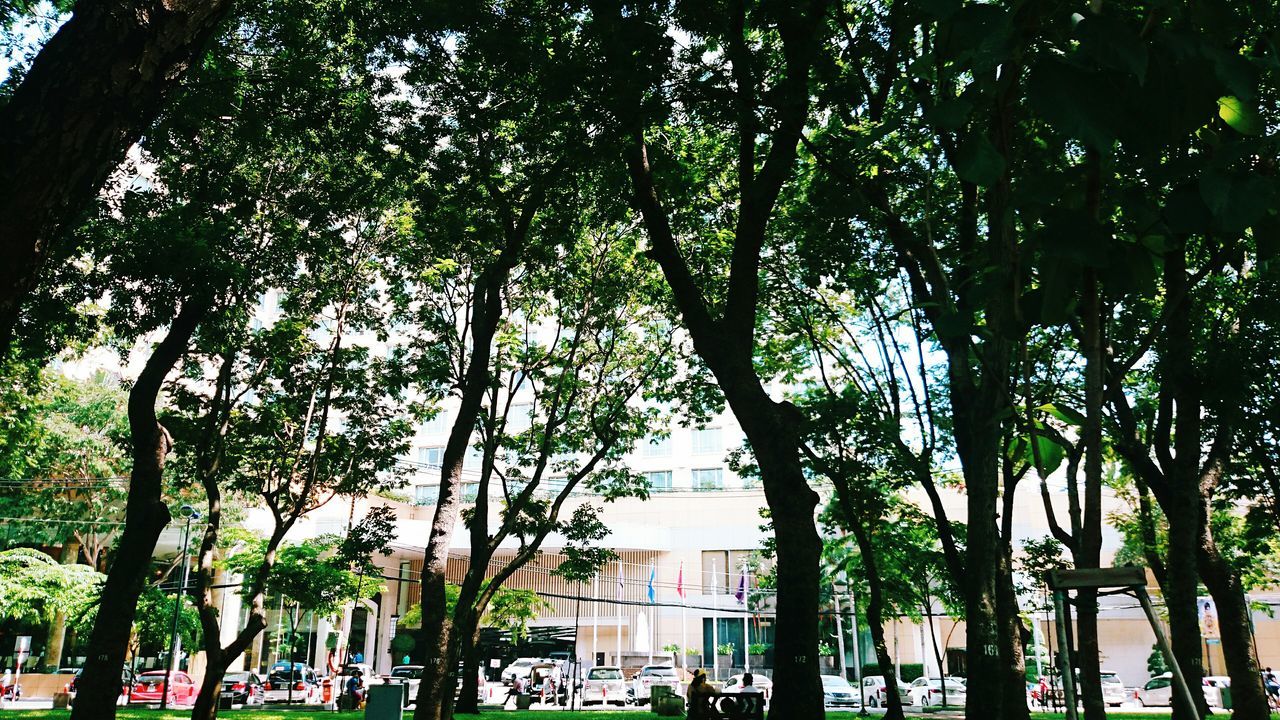 tree, building exterior, architecture, built structure, growth, branch, city, tree trunk, land vehicle, transportation, car, incidental people, palm tree, mode of transport, street, day, green color, outdoors, bicycle, low angle view