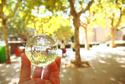 Close-up of hand holding crystal ball on tree