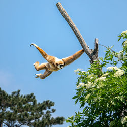 Low angle view of bird flying against clear sky
