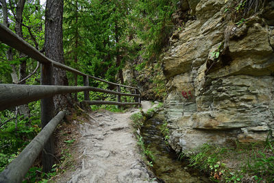 Footbridge amidst trees in forest