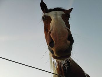 Horse head shot from below