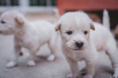 Portrait of puppy