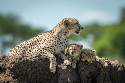 Cheetah family sitting on rock in forest