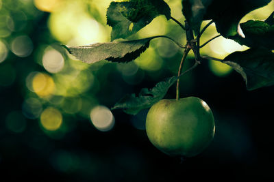 Close-up of granny smith apple growing on tree