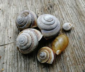 Close-up of snail on wooden table