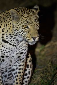 Close-up of a cat looking away