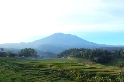 Scenic view of agricultural field against sky