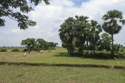 Scenic view of palm trees on field against sky