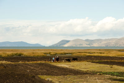 Cows on field against sky